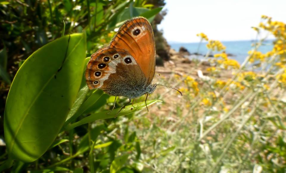 Tutte le  Coenonympha del 2015